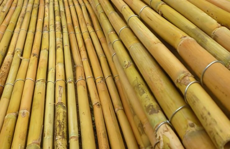 Bambu Kargı